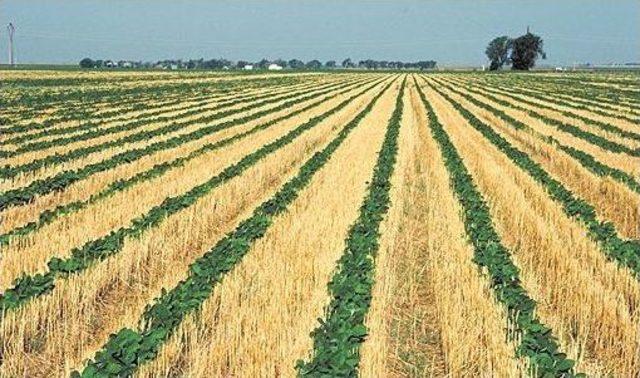 &Ccedil;ift&ccedil;ilere Anız Uyarısı 1