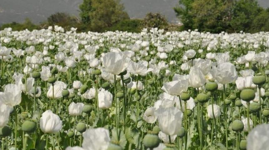 Haşhaşlar &Ccedil;i&ccedil;ek A&ccedil;tı