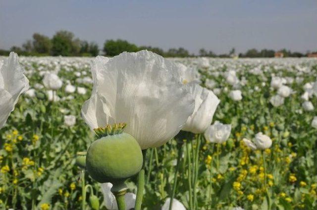 Haşhaşlar &Ccedil;i&ccedil;ek A&ccedil;tı 1