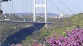 Boğazda Erguvan Keyfi