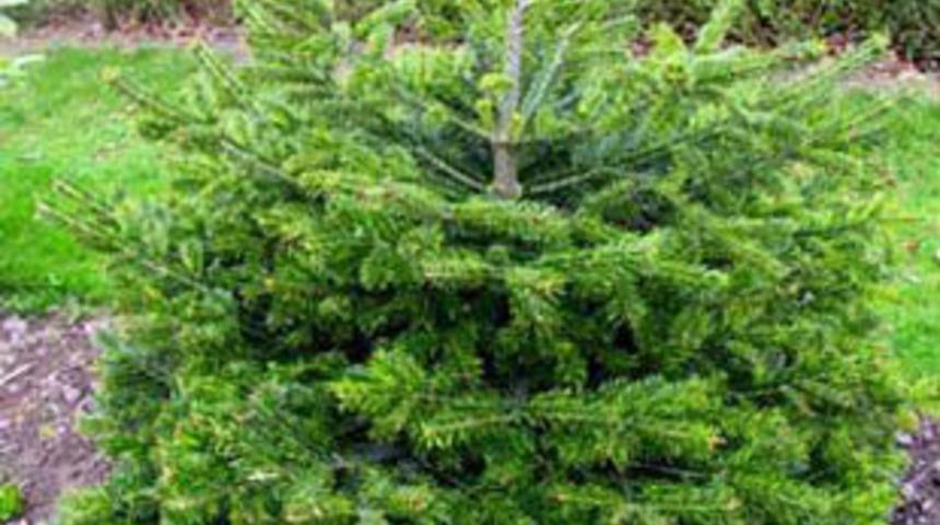 Siz hangi ağa&ccedil;sınız?