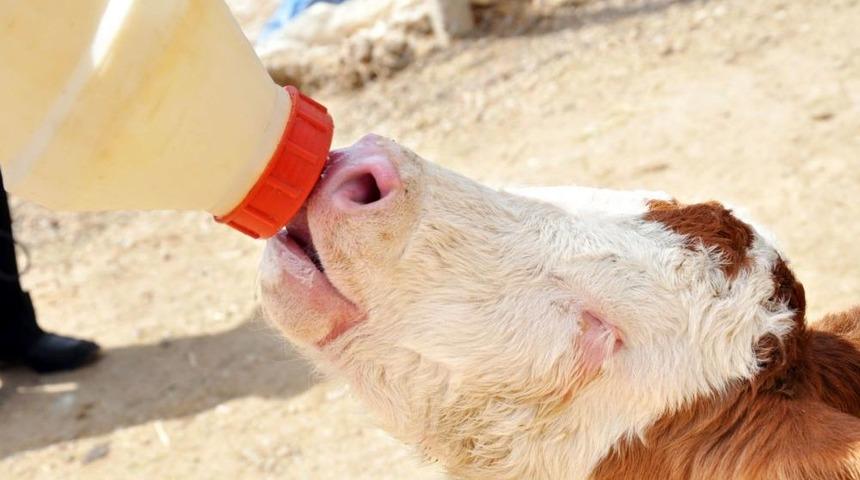 G&ouml;zleri G&ouml;rmeyen Buzağıyı Sahibi Biberonla Besliyor