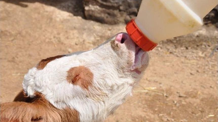 İki G&ouml;z Olmadan D&uuml;nyaya Gelen Buzağı