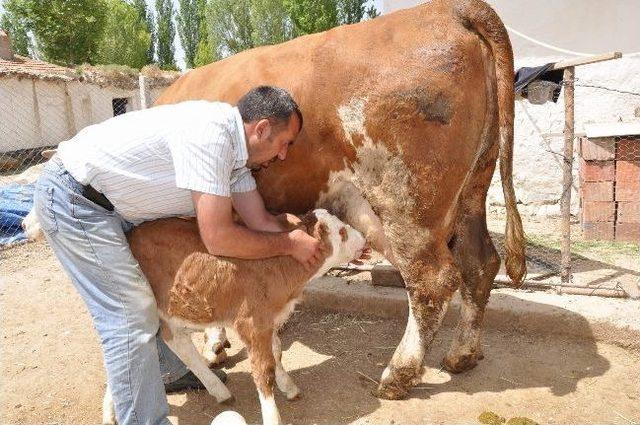 İki Göz Olmadan Dünyaya Gelen Buzağı