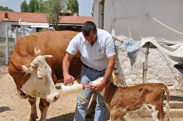 İki Göz Olmadan Dünyaya Gelen Buzağı