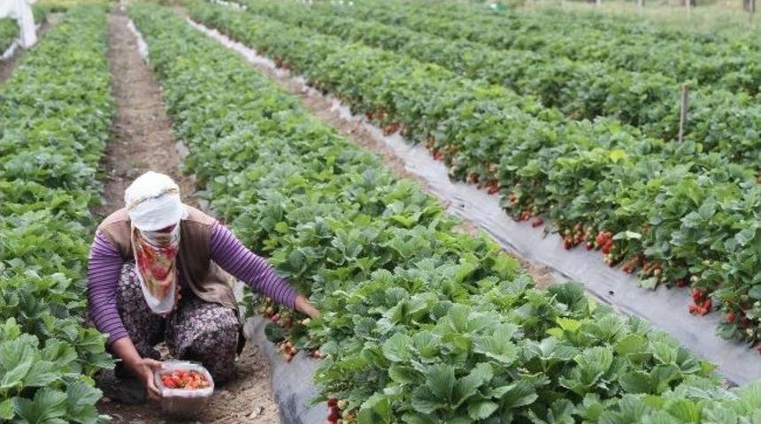 Arıları Kullanarak &Ccedil;ilek Yetiştiriyorlar