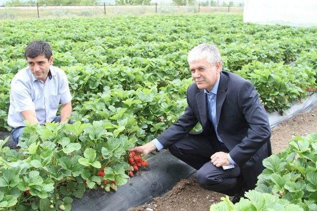 Arıları Kullanarak Çilek Yetiştiriyorlar