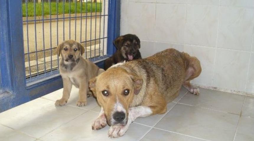 Hollanda&rsquo;dan Geldi T&uuml;rkiye&rsquo;deki K&ouml;peğe Sahip &Ccedil;ıktı