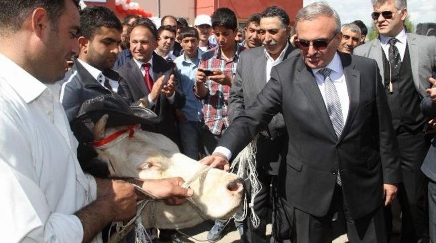 Kitap Okudu, İneği Kaptı