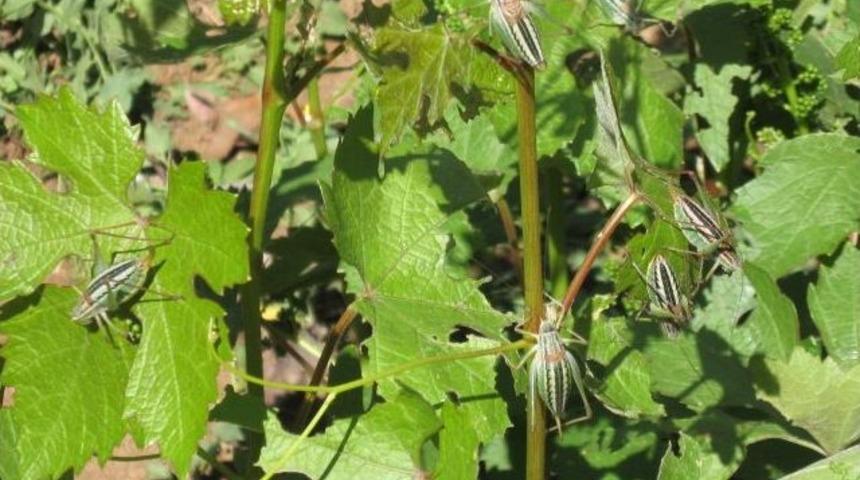 Kırıkkale'li &Ccedil;ift&ccedil;ileri &Ccedil;ekirge Korkusu Sardı