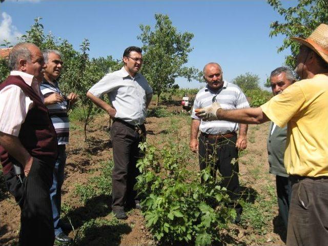 Kırıkkale li &Ccedil;ift&ccedil;ileri &Ccedil;ekirge Korkusu Sardı 1
