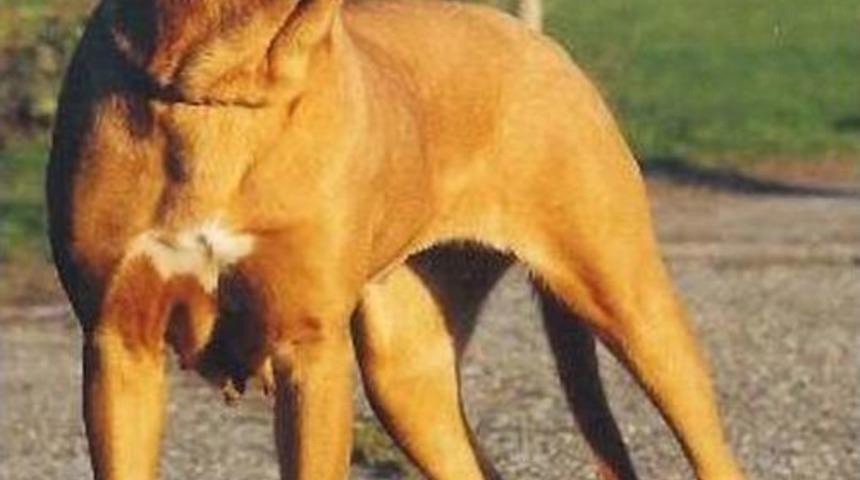 M&uuml;d&uuml;rl&uuml;kten Tehlikeli K&ouml;pek Uyarısı