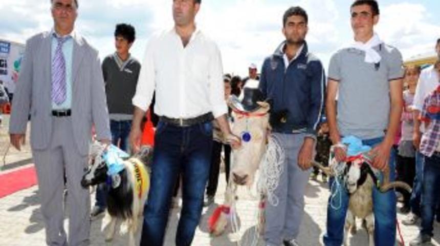 En &Ccedil;ok Kitabı Okuyan Veli, Ineği Kaptı