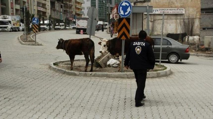 Hakkari&rsquo;de Başı Boş 33 İnek Şehir Dışına &Ccedil;ıkarılıyor