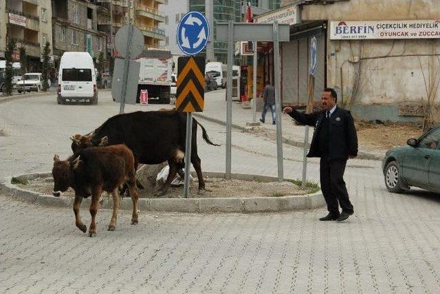 Hakkari’de Başı Boş 33 İnek Şehir Dışına Çıkarılıyor