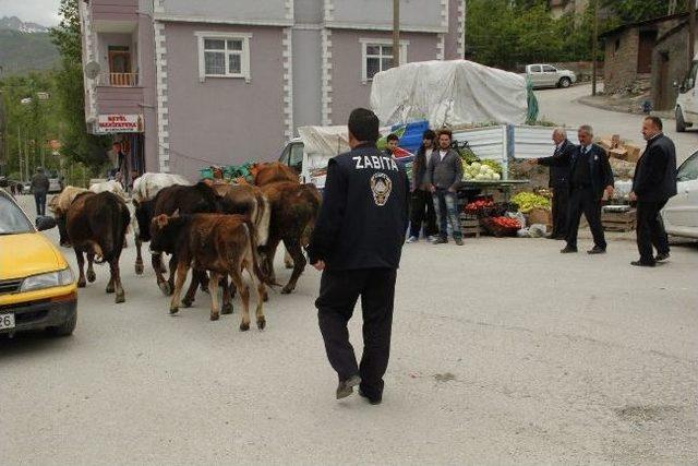 Hakkari’de Başı Boş 33 İnek Şehir Dışına Çıkarılıyor