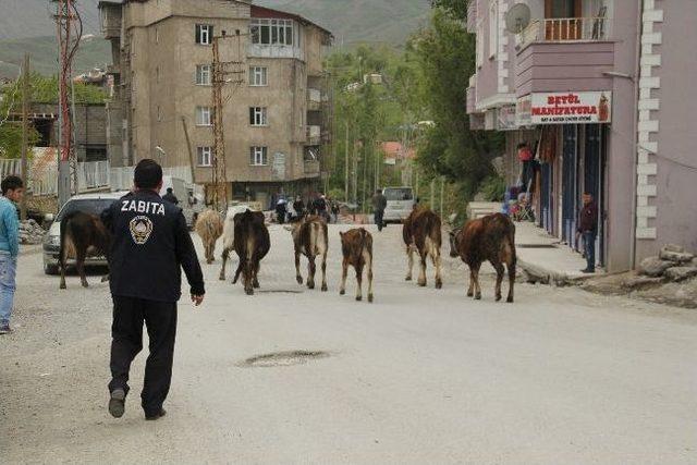 Hakkari’de Başı Boş 33 İnek Şehir Dışına Çıkarılıyor