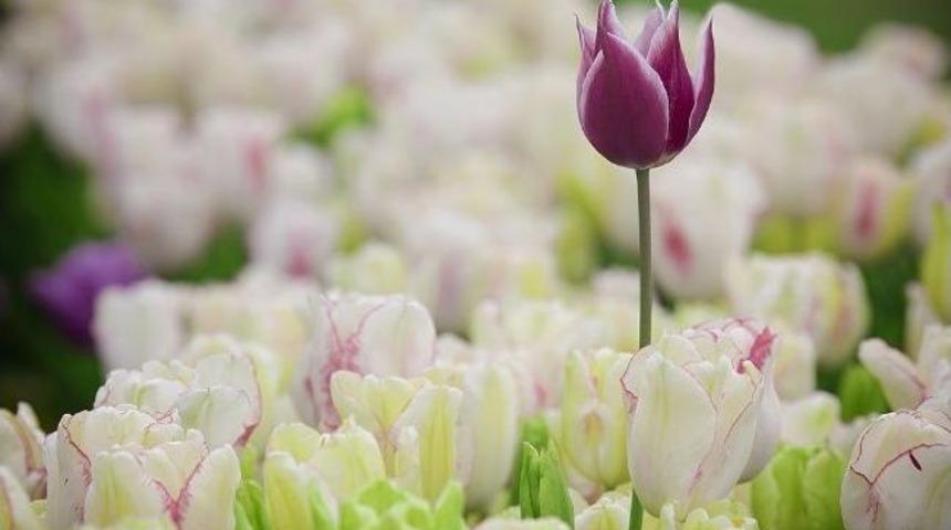 D&uuml;zce&rsquo;de Lale Fotoğraf Yarışmasında Dereceye Girenler Belli Oldu