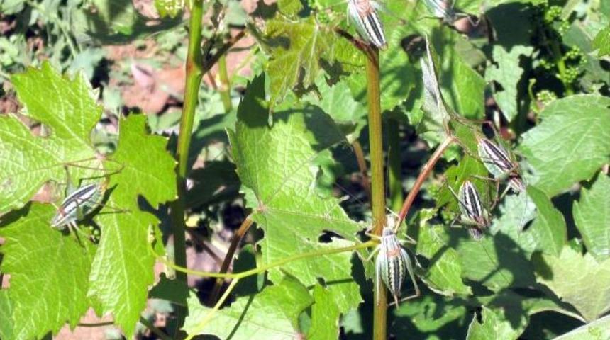 Tarlalarını &Ccedil;ekirge Basan &Ccedil;ift&ccedil;iler Şaşkın