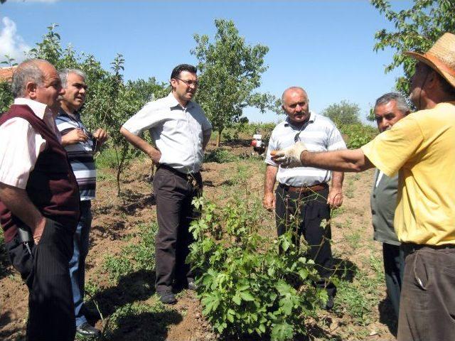 Tarlalarını Çekirge Basan Çiftçiler Şaşkın