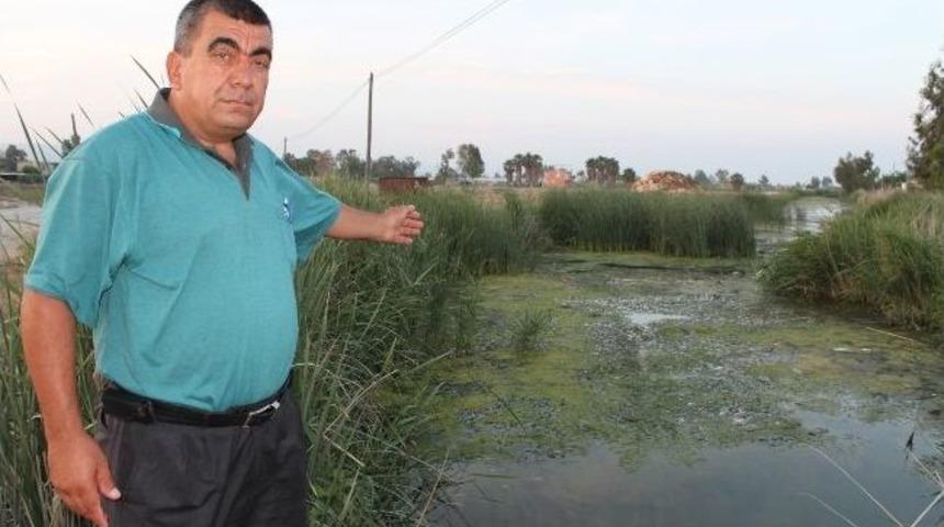 Silifke &Ouml;zel &Ccedil;evre Koruma B&ouml;lgesinde Balık &Ouml;l&uuml;mleri