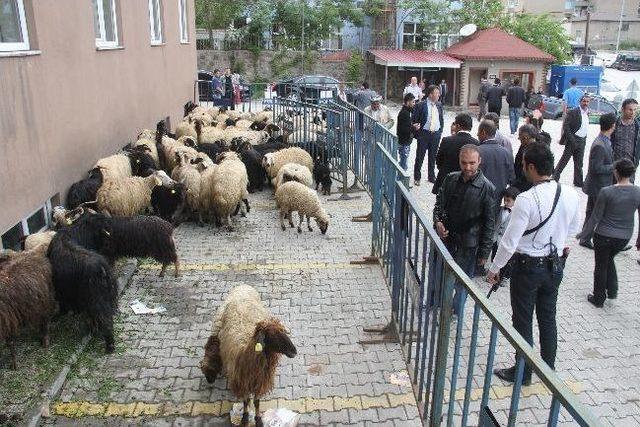 &Ccedil;itft&ccedil;ilere K&uuml;&ccedil;&uuml;kbaş Hayvan Dağıtımı 1