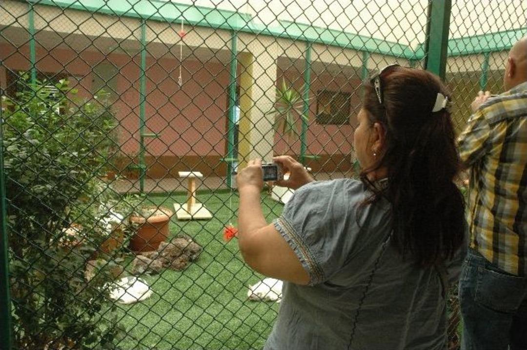 Van Kedi Evine Ziyaret&ccedil;i Akını