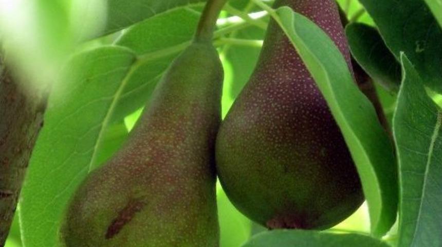 Gaziantep&rsquo;te Armut 4 Ay &Ouml;nce Yetişti