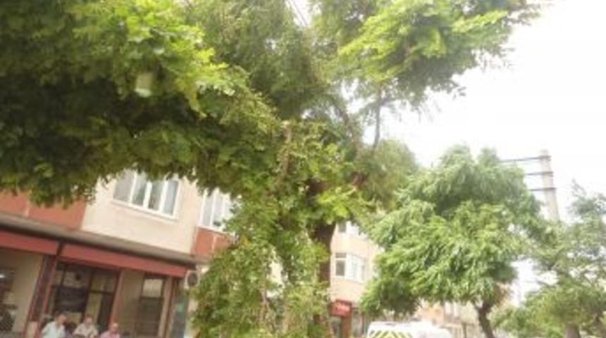 Bursa'da Lodos Etkili Oluyor