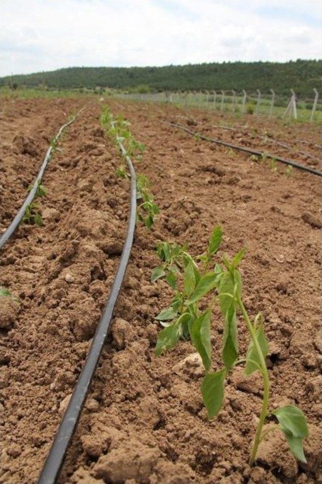 Kızılcabölük’te Kızılbiber Toprakla Buluştu