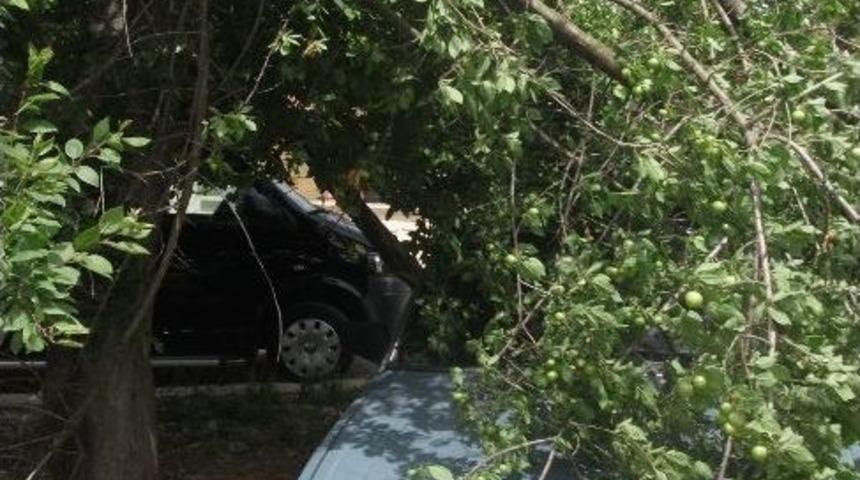 Kaynarca&rsquo;da R&uuml;zgara Dayanamayan Ağa&ccedil;lar Devrildi