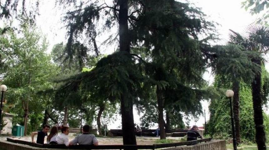 Bursa&rsquo;da Lodos Hayatı Olumsuz Etkiliyor