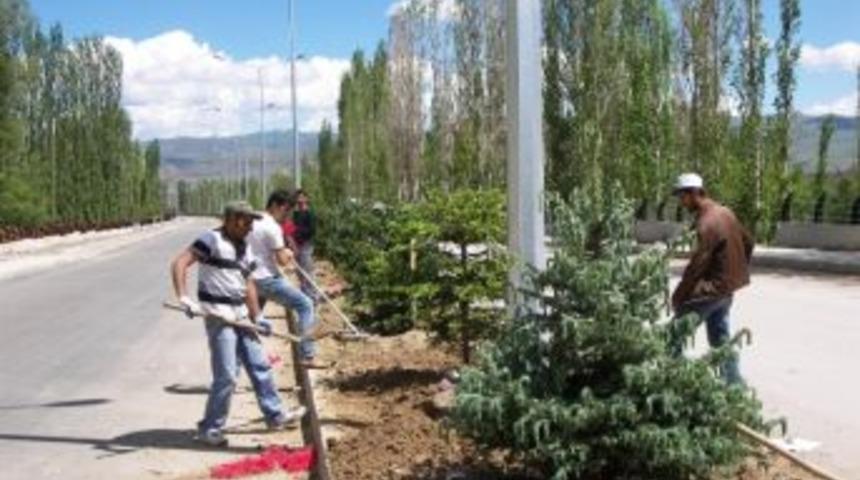 Narman'da Toki Yolu Ağa&ccedil;landırılıyor
