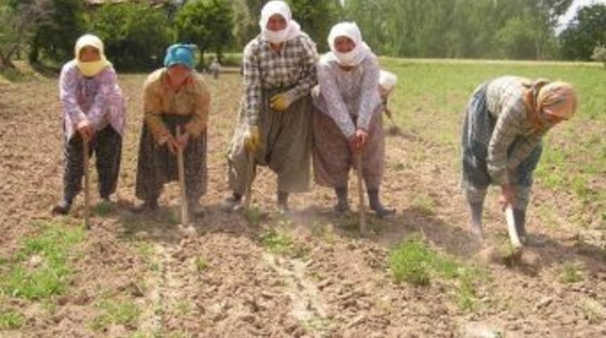 Aydın&rsquo;da Pamuk &Ccedil;apalama Yevmiyesi 30 Tl Olarak Belirlendi