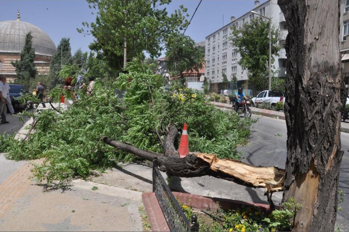 Fırtınanın K&ouml;k&uuml;nden S&ouml;kt&uuml;ğ&uuml; Ağa&ccedil; Vatandaşların &Uuml;zerine Devrildi
