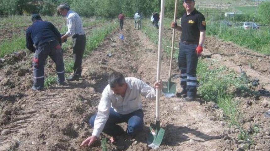 B&uuml;nyan Belediyesi Ahmet Altay Hatıra Ormanına Dikilen Ağa&ccedil; Sayısı Beşbini Buldu