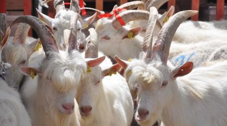 Balıkesirli &Ccedil;ift&ccedil;ilere Saanen Ke&ccedil;isi Dağıtıldı