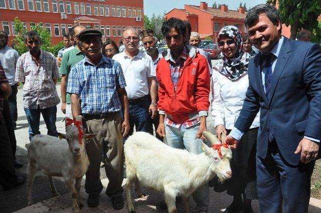 Balıkesirli Çiftçilere Saanen Keçisi Dağıtıldı 1