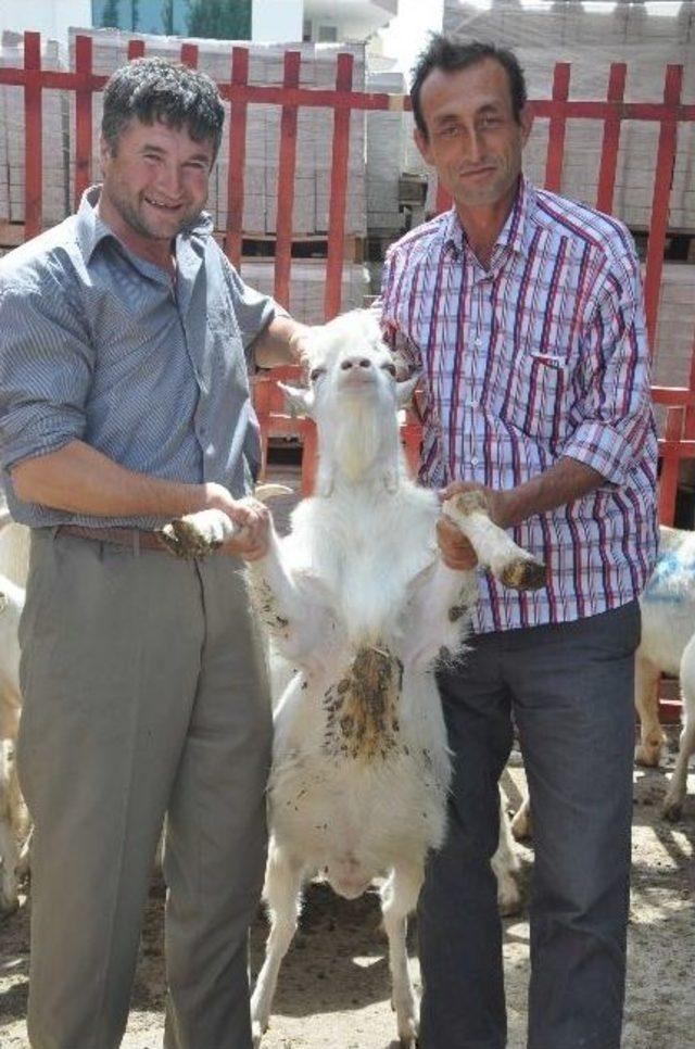 Balıkesirli Çiftçilere Saanen Keçisi Dağıtıldı 2