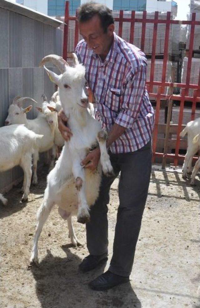 Balıkesirli &Ccedil;ift&ccedil;ilere Saanen Ke&ccedil;isi Dağıtıldı 3