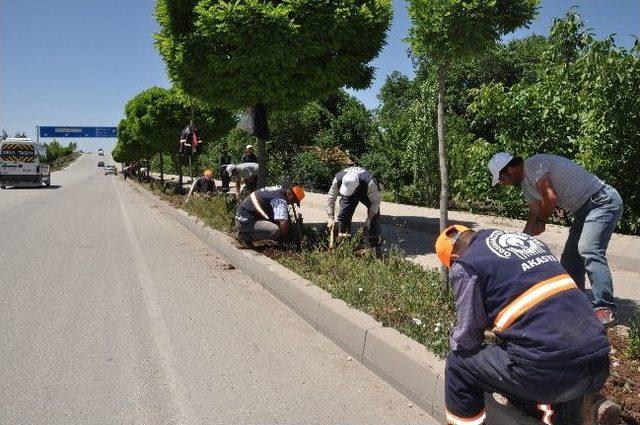 Odunpazarı Belediyesi’nin Çiçek Dikim Çalışmaları 2