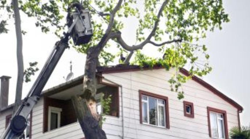 Şiddetli R&uuml;zgar Ağa&ccedil; Devirdi