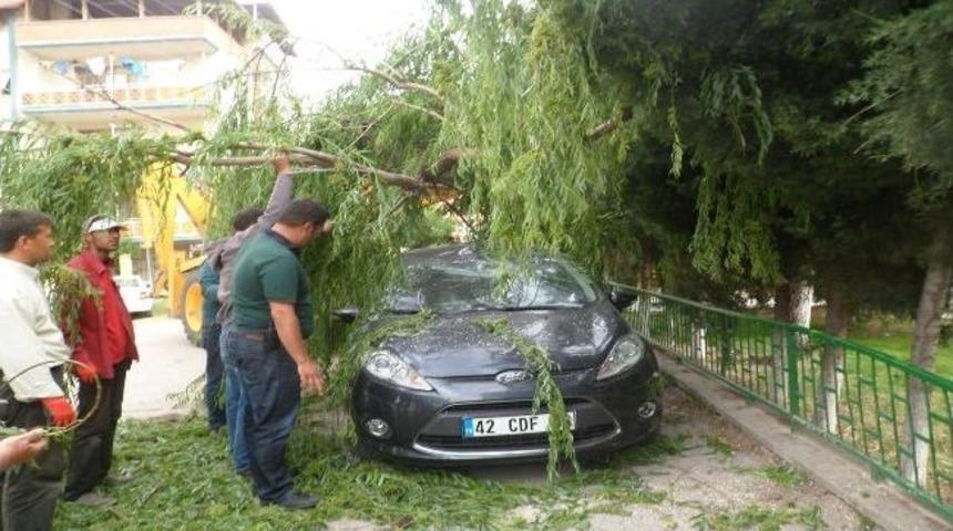 S&ouml;ğ&uuml;t Ağacı Otomobilin &Uuml;zerine Devrildi