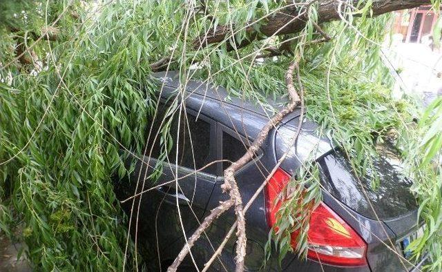 Söğüt Ağacı Otomobilin Üzerine Devrildi