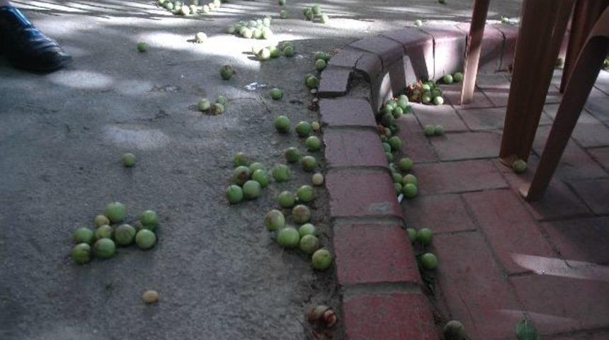 Lodos Meyveleri Dalından D&ouml;kt&uuml;