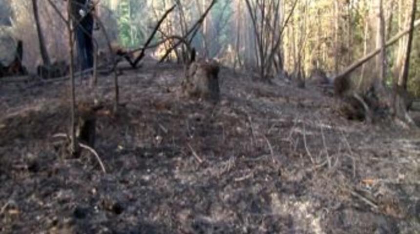 Şiddetli R&uuml;zgar, Orman Yangınını B&uuml;y&uuml;tt&uuml;