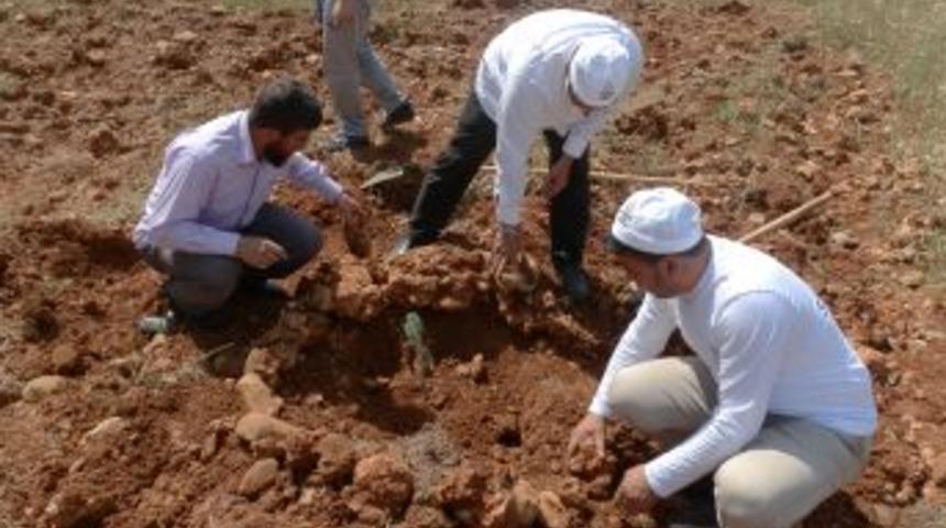 Manavgat'ta 'Semerkand Haftası' Etkinlikleri Fidan Dikimiyle Başladı