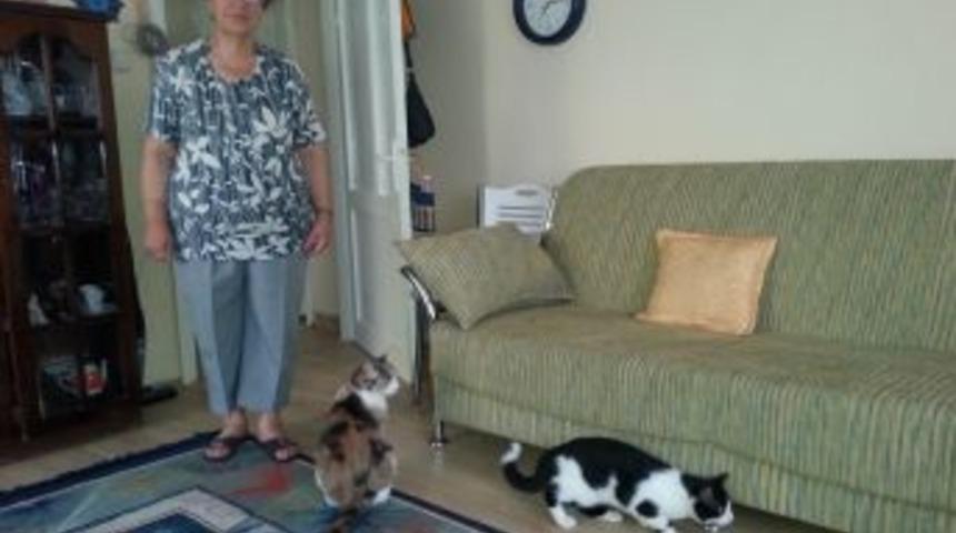 Apartmana 750 Metre Mesafede Kedi Ve K&ouml;pek Beslemekten Men Edildi