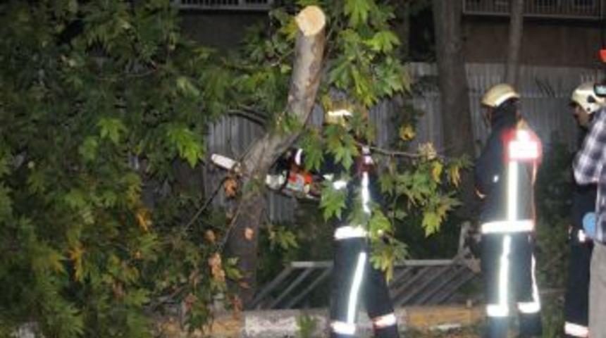 Lodos, Bağcılar'da Ağa&ccedil; Devirdi