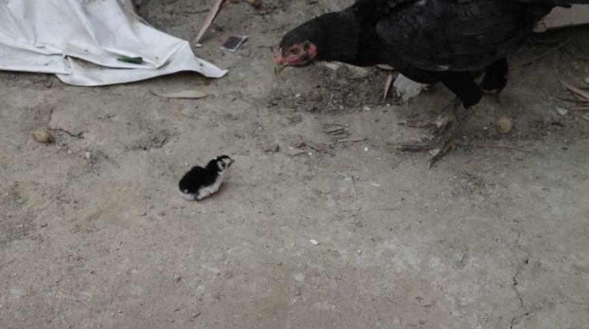 Yumurtadan 4 ayaklı civciv &ccedil;ıktı